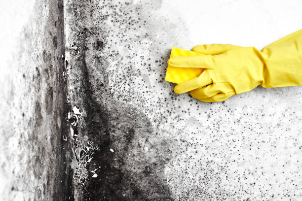Best Residential Mold Removal  in Dakota Dunes, SD